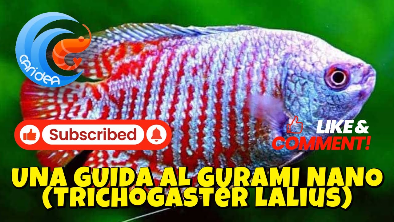 UNA GUIDA AL GOURAMI NANO - (TRICHOGASTER LALIUS / COLISA LALIA)