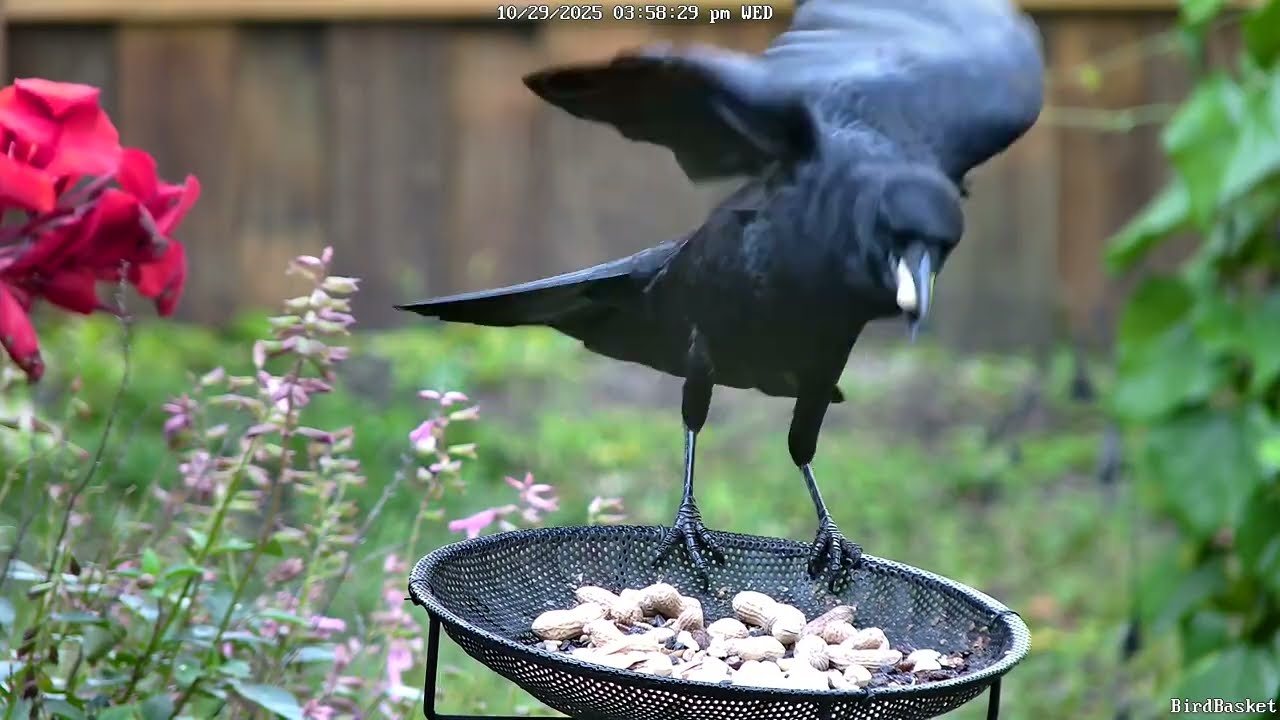 Backyard Bird Theater, Great Video for Cats & Dogs #nature #bird #wildlife