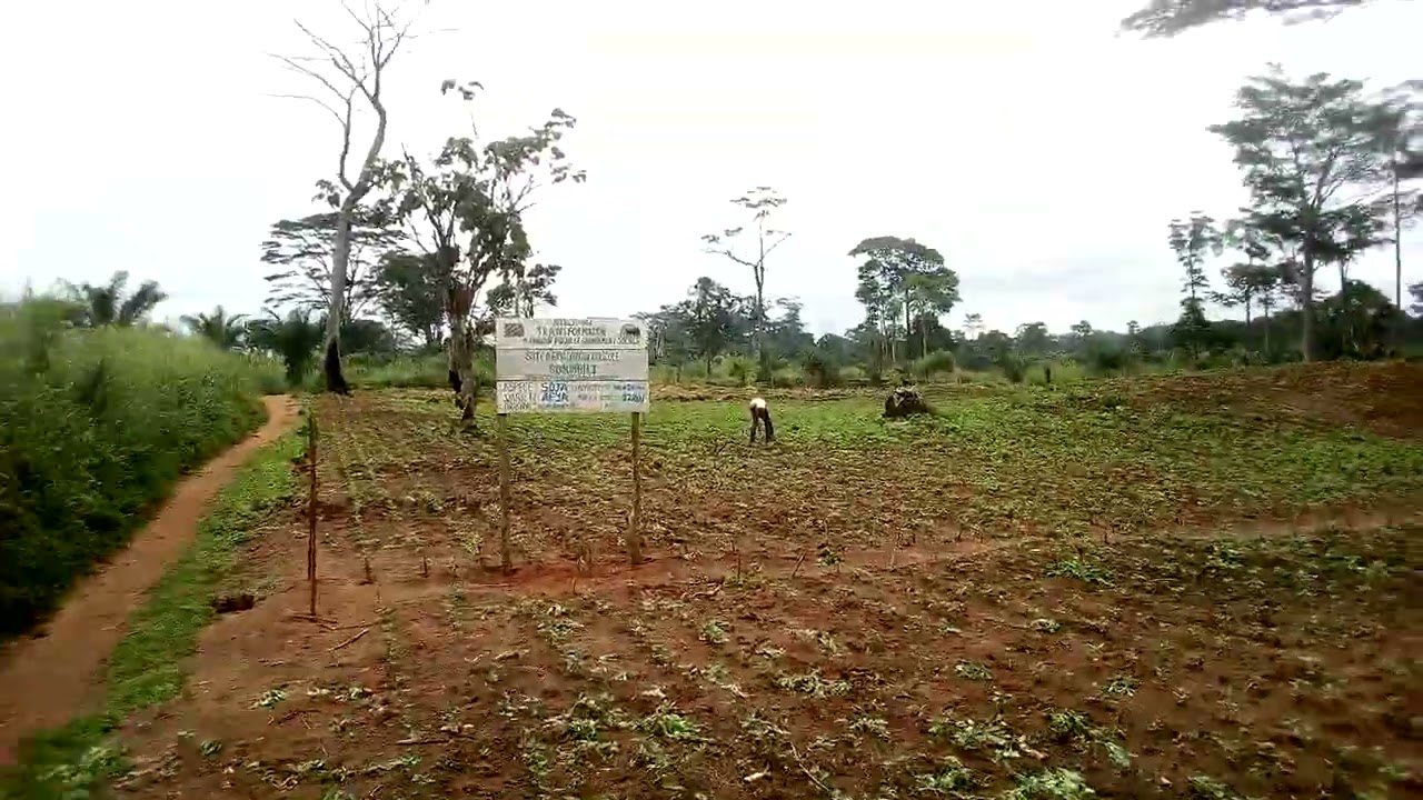 Culture de Soja variété AFYA ONG TRANSFORMATION VILLE DE GEMENA R.D.CONGO