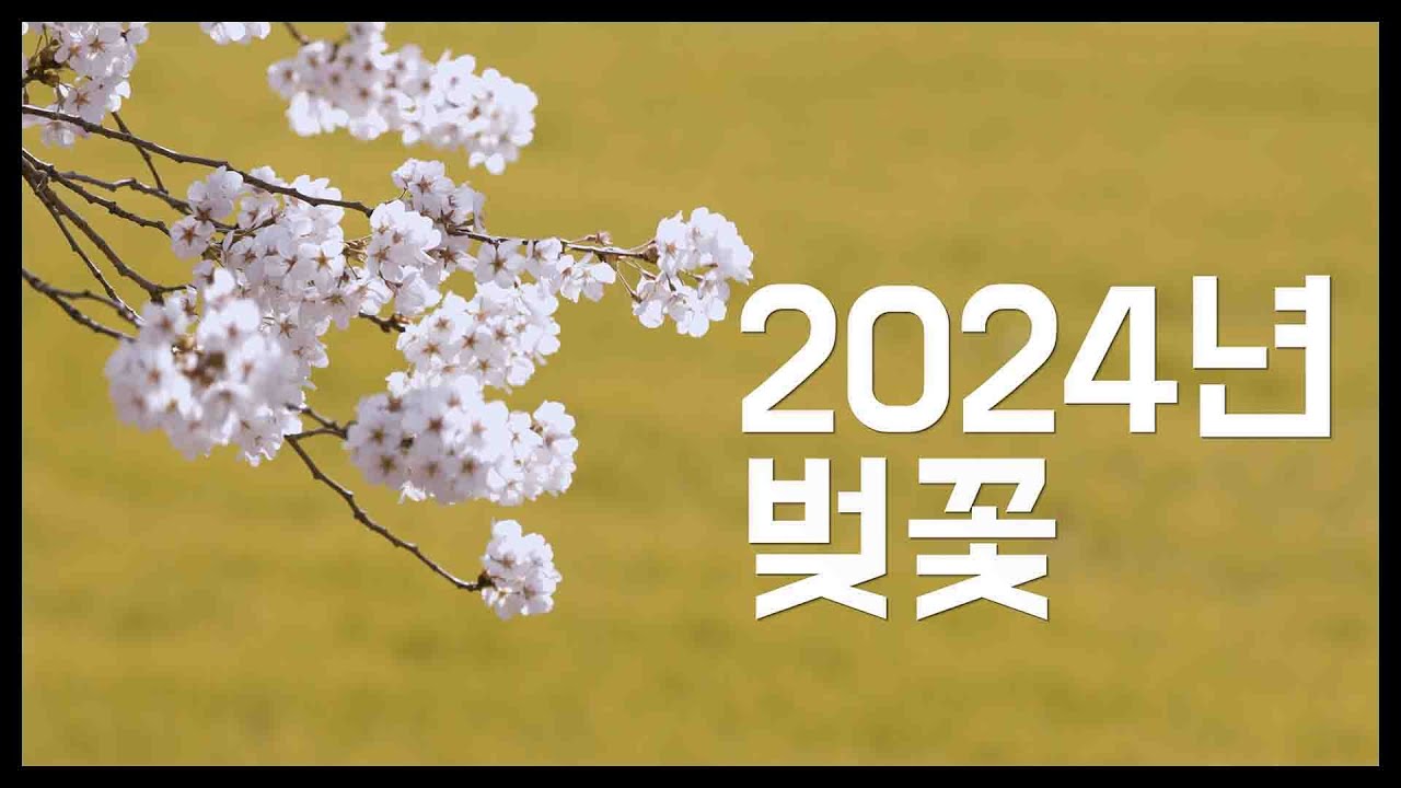 2024년 벚꽃 풍경(Cherry blossom scenery in 2024)