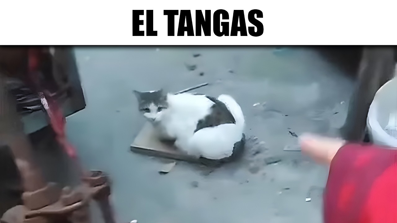 MEMES ALGO XD #111