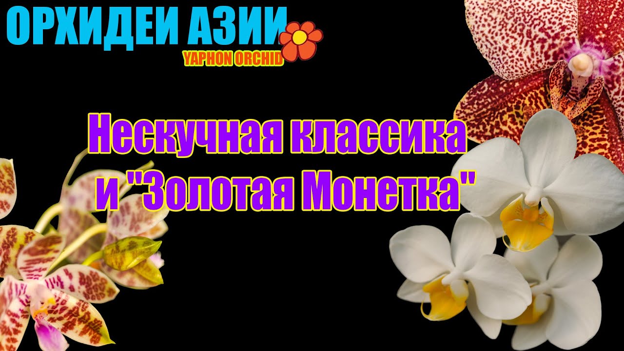 Охота за цветением: Mituo Dragon, Белая Виолацея и другие шедевры Yaphon