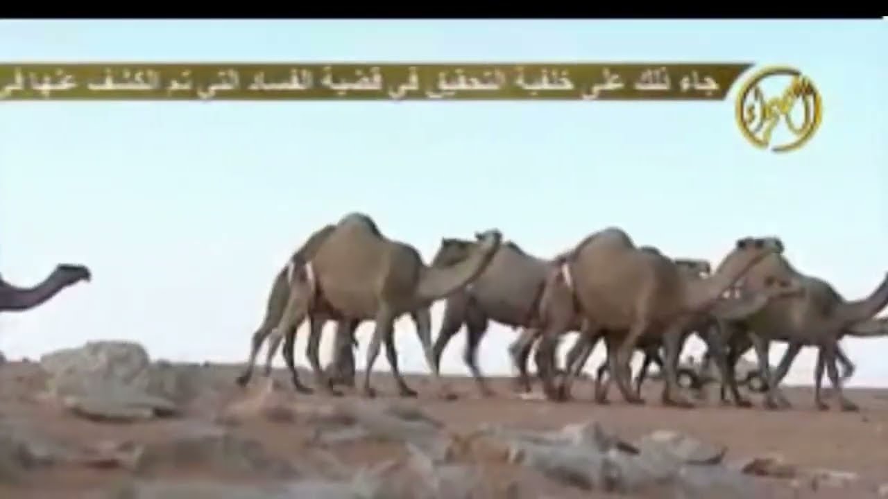 منقيه عناد بن مكراد العجمي رحمه الله كلمات معاشي بن روضه المري اداء سعد اليامي