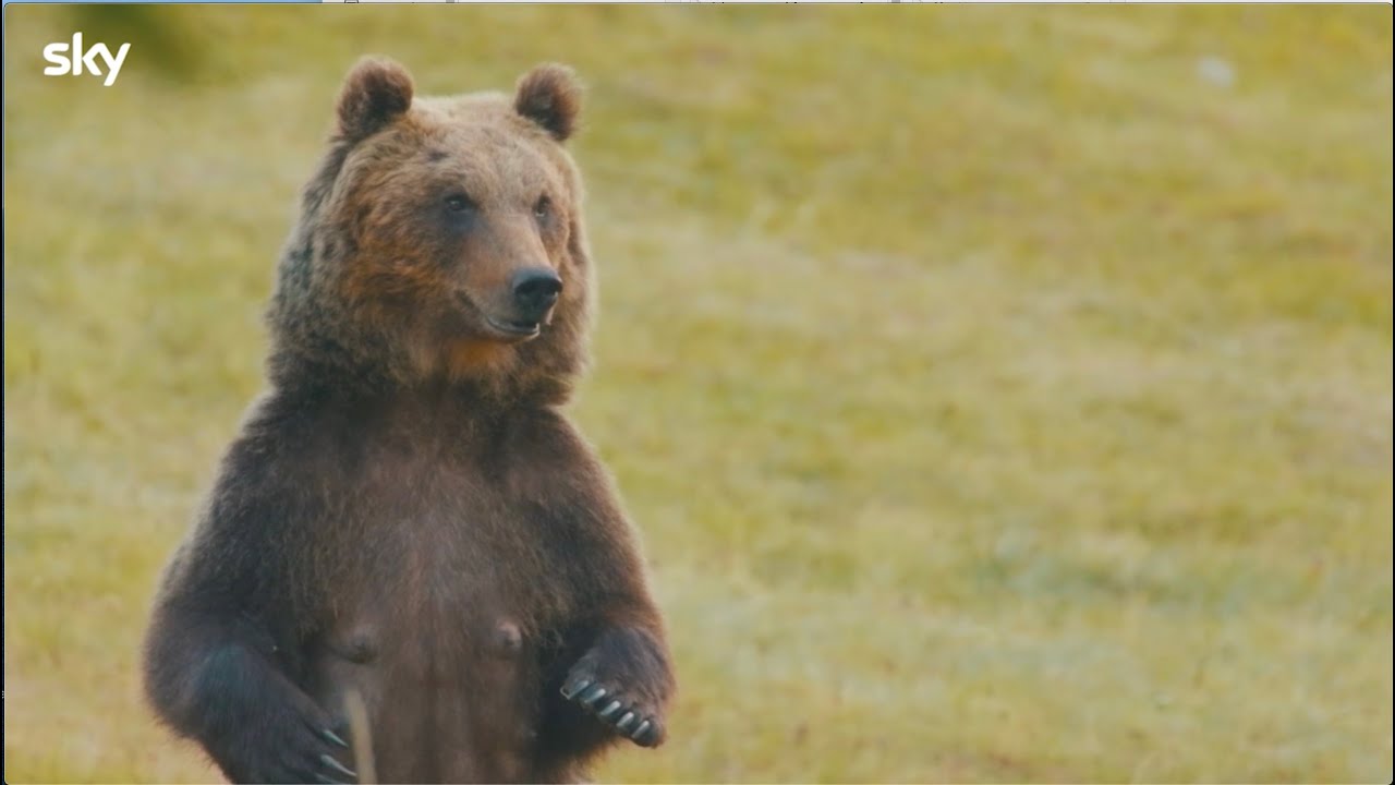 “Il Marsicano. L'ultimo orso”