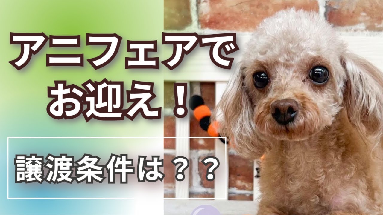 anifare（アニフェア）でお迎え！譲渡条件は？？【獣医師賛同型】里親募集サイトanifare(アニフェア)