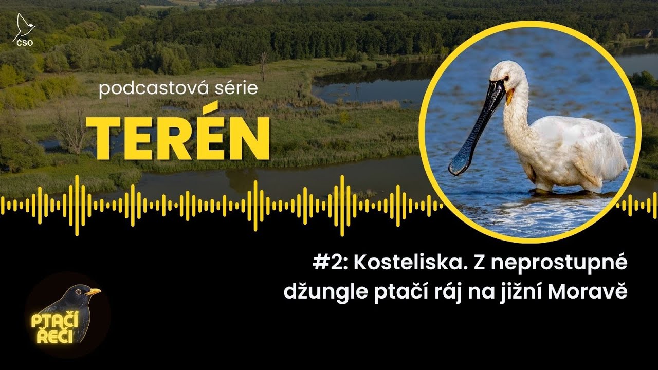 Terén #2: Kosteliska. Z neprostupné džungle ptačí ráj na jižní Moravě