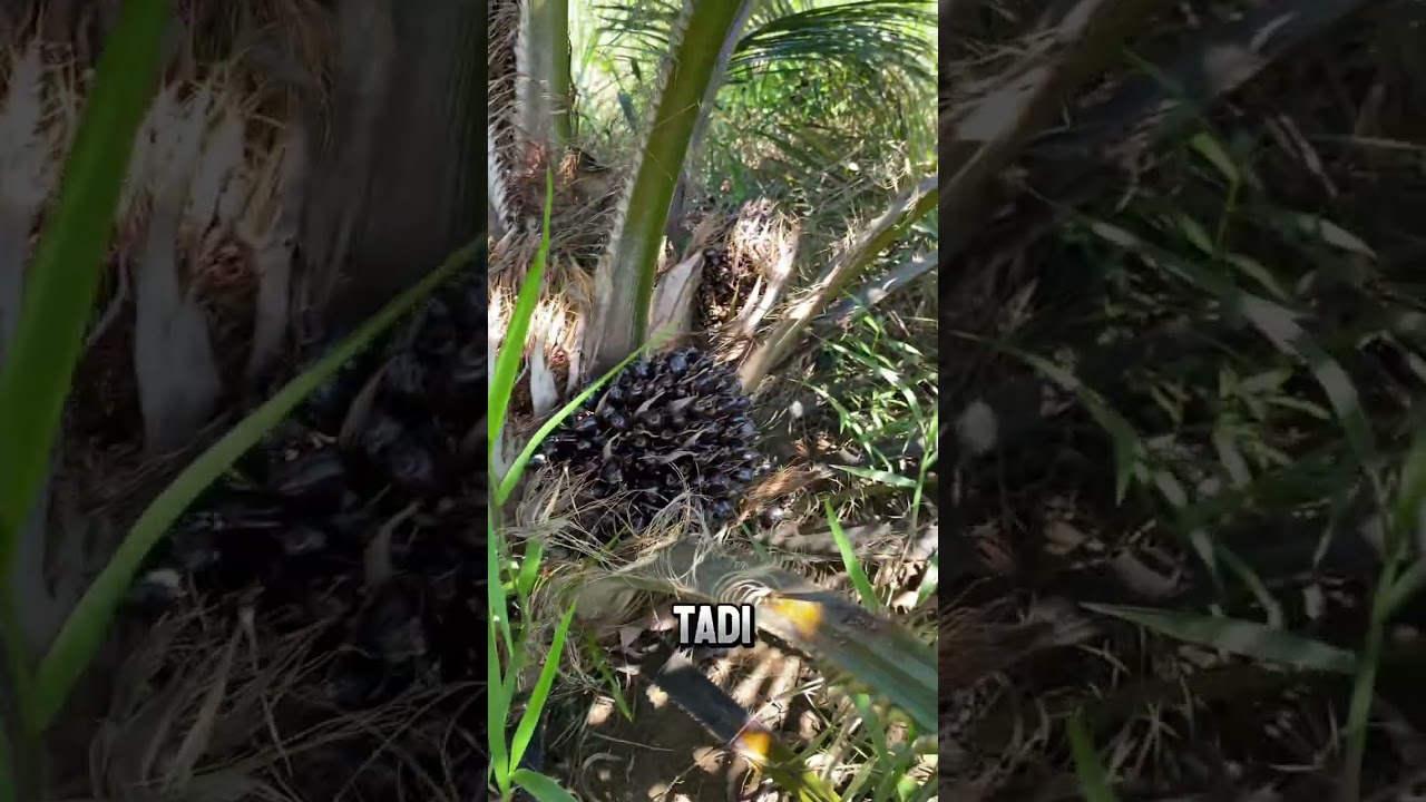 PEMUPUKAN SP36 PADA SAWIT 21bulan ,DENGAN DOSIS 1kg/batang