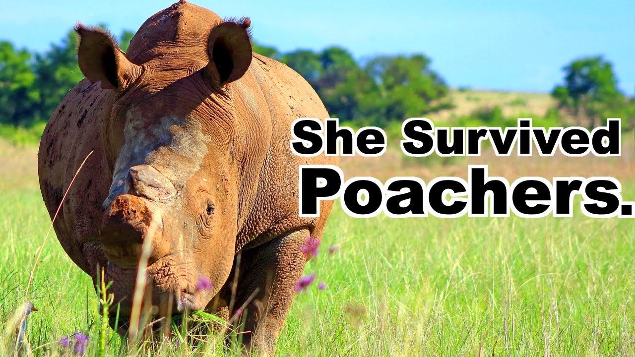 The INCREDIBLE Survival of Thandi the Rhino 🦏 | Episode 1 | The Animal Nerd Podcast | CC