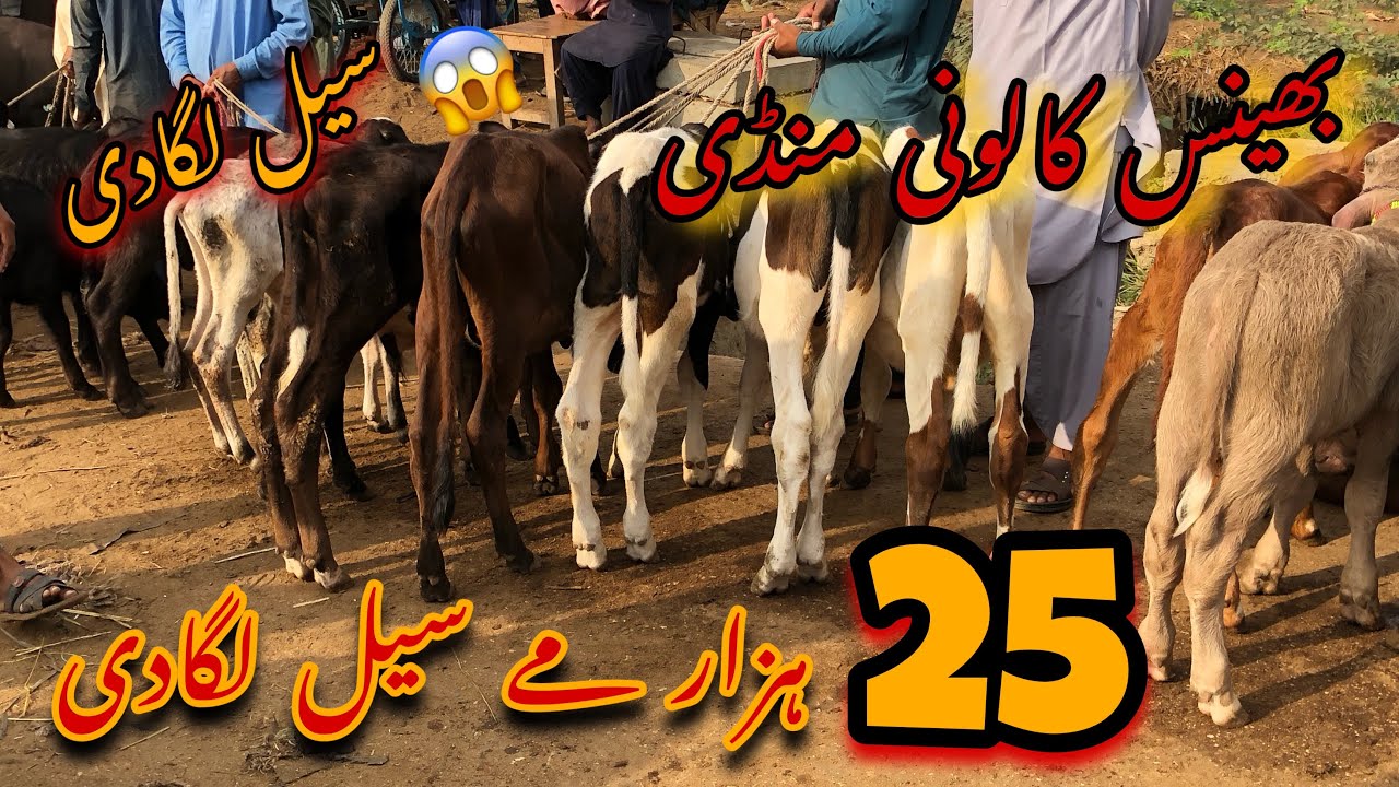 Bhains colony mandi update| 25 hazar me sell lagadi #cowmandi #cattlefarm #bhainscolonymandinewupdat
