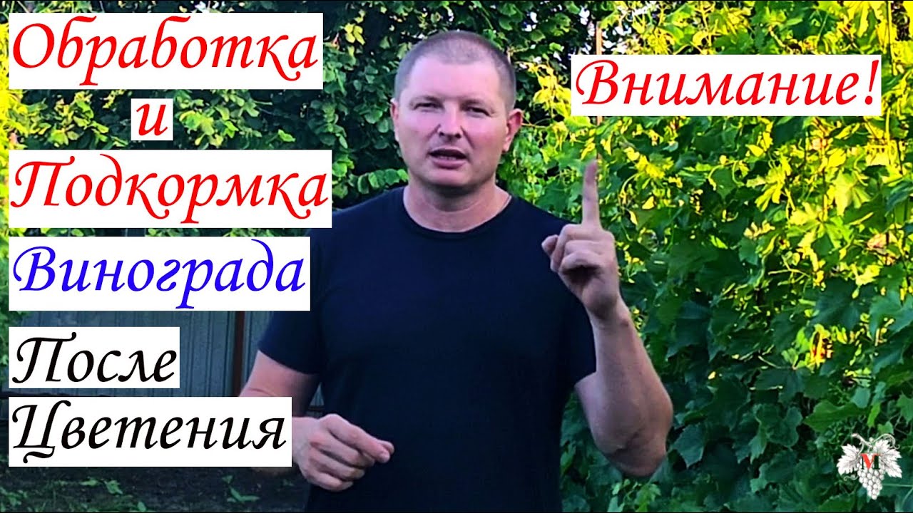 Не пропустите эту обработку! Обработка виноград после цветения