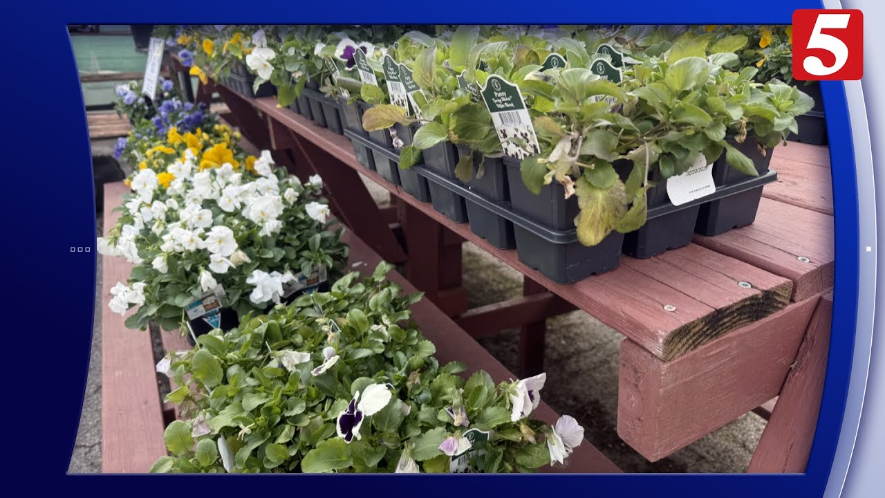 Don't let the deep freeze kill your garden: Tips to protect plants during 'Moody March'