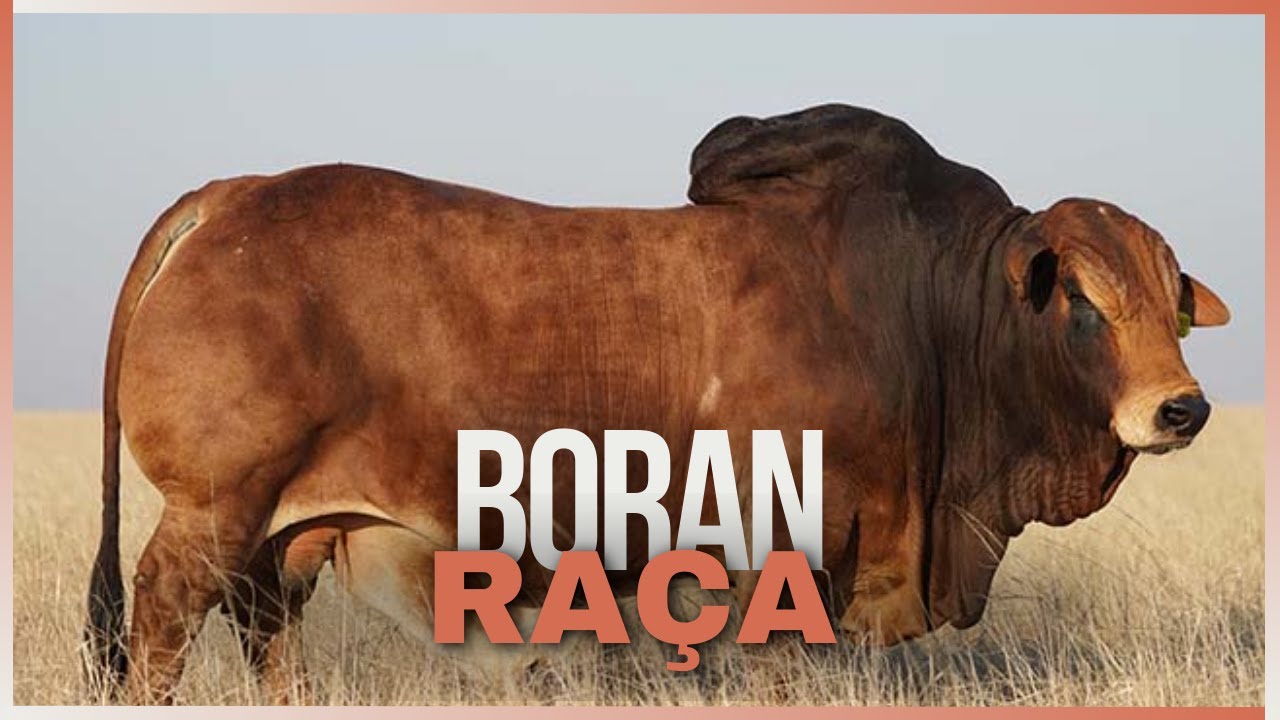Raça Boran - A Joia Africana