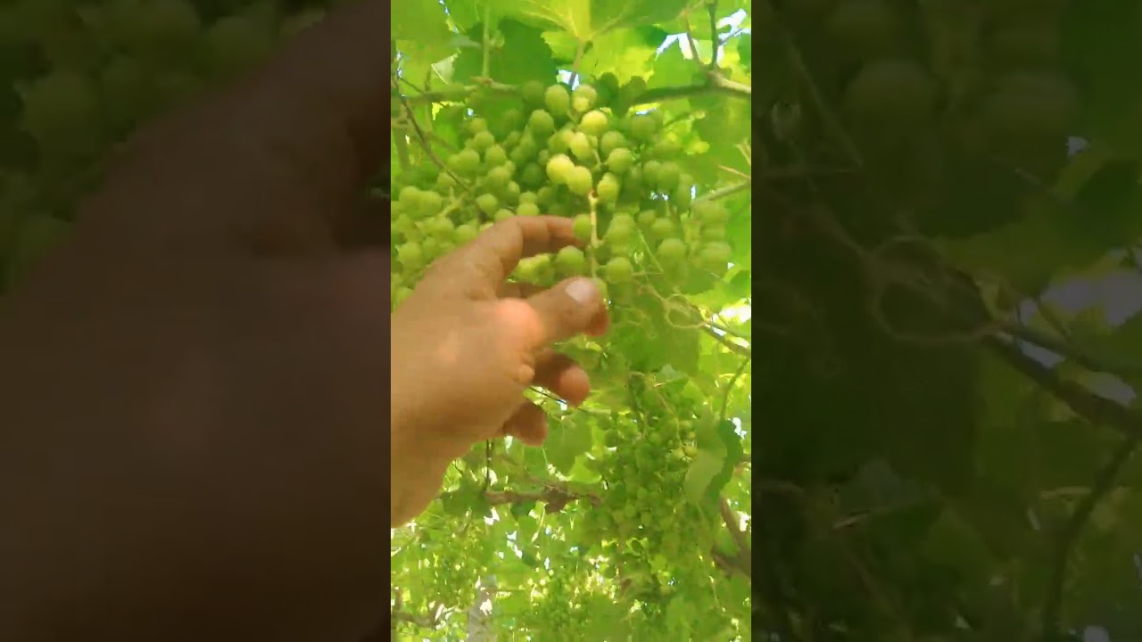 بداية نزول الماء والتلوين فى العنب الايرلى فليم وإدارة هذه المرحلة