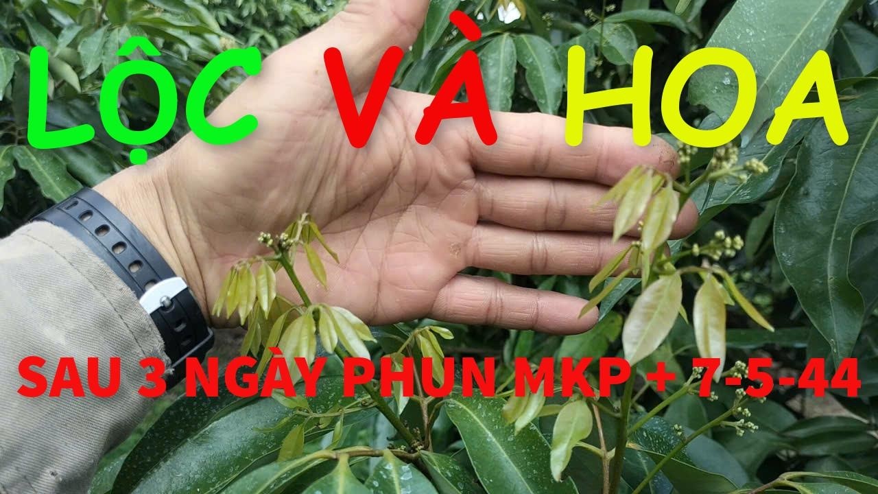 Thanh Hà chỉ lác đác vài chùm thôi.  Vùng thấp mất mùa rồi, các bạn vùng cao cố gắng nhé!