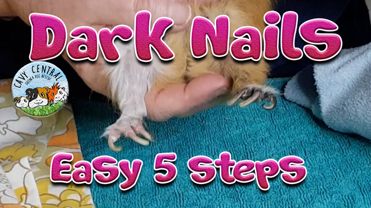 Guinea pig Cutting of Dark Nails   5 fail safe steps - Lyn from Cavy Central