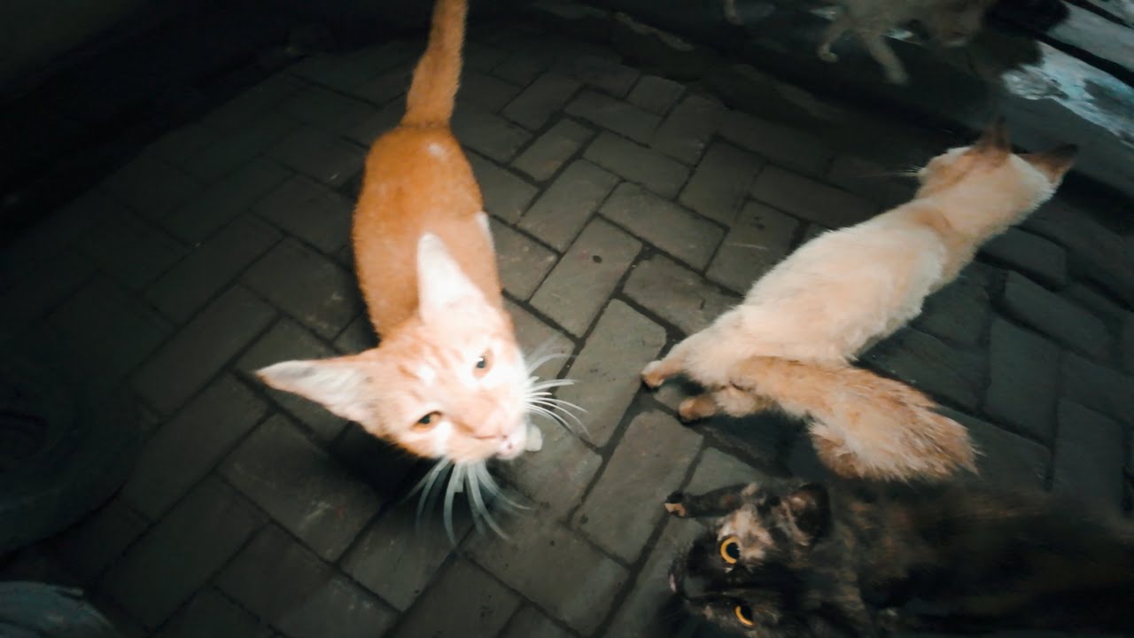 Feeding Stray Cats at the Local Market 288 | Quiet Cat Moments with English Subtitles