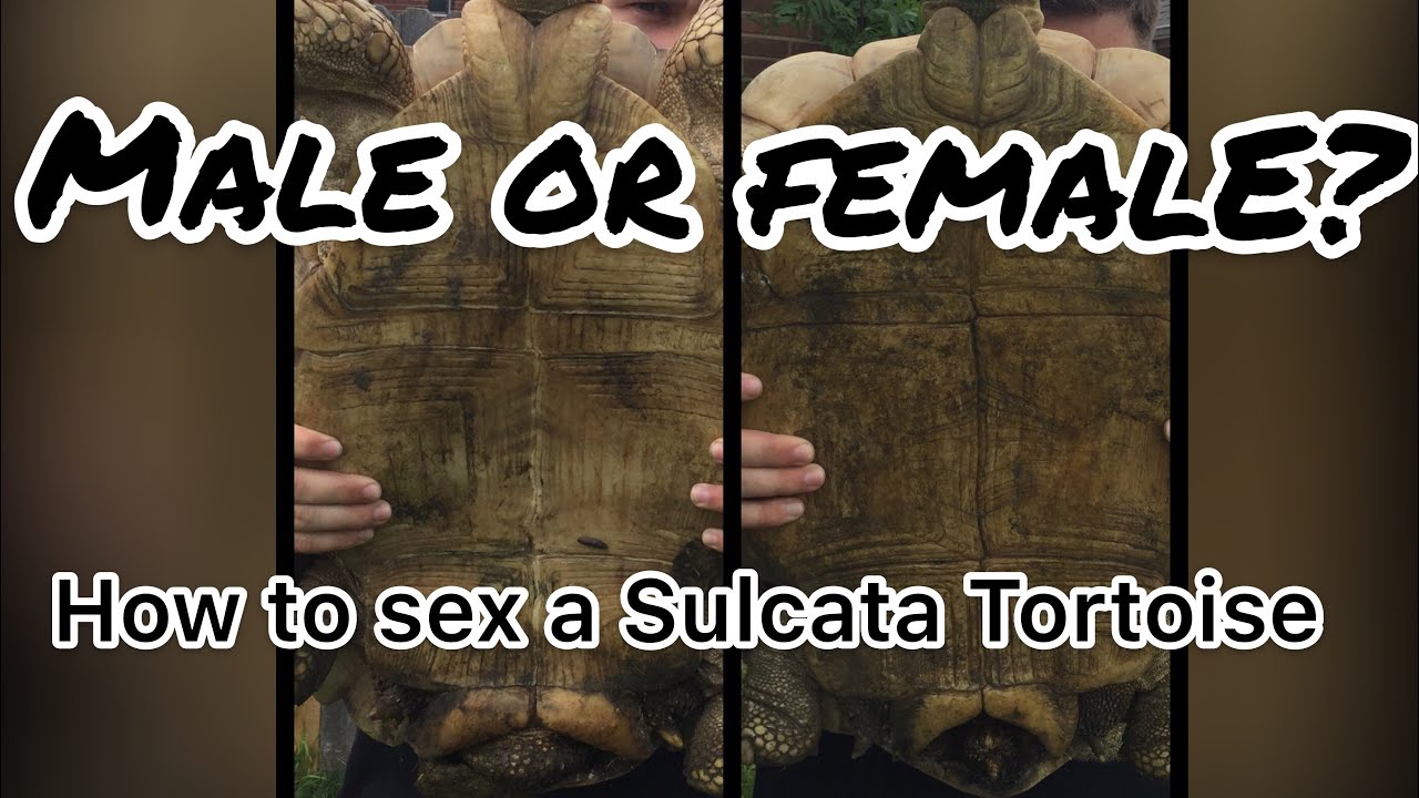 S1 E1: How to Sex a Sulcata Tortoise