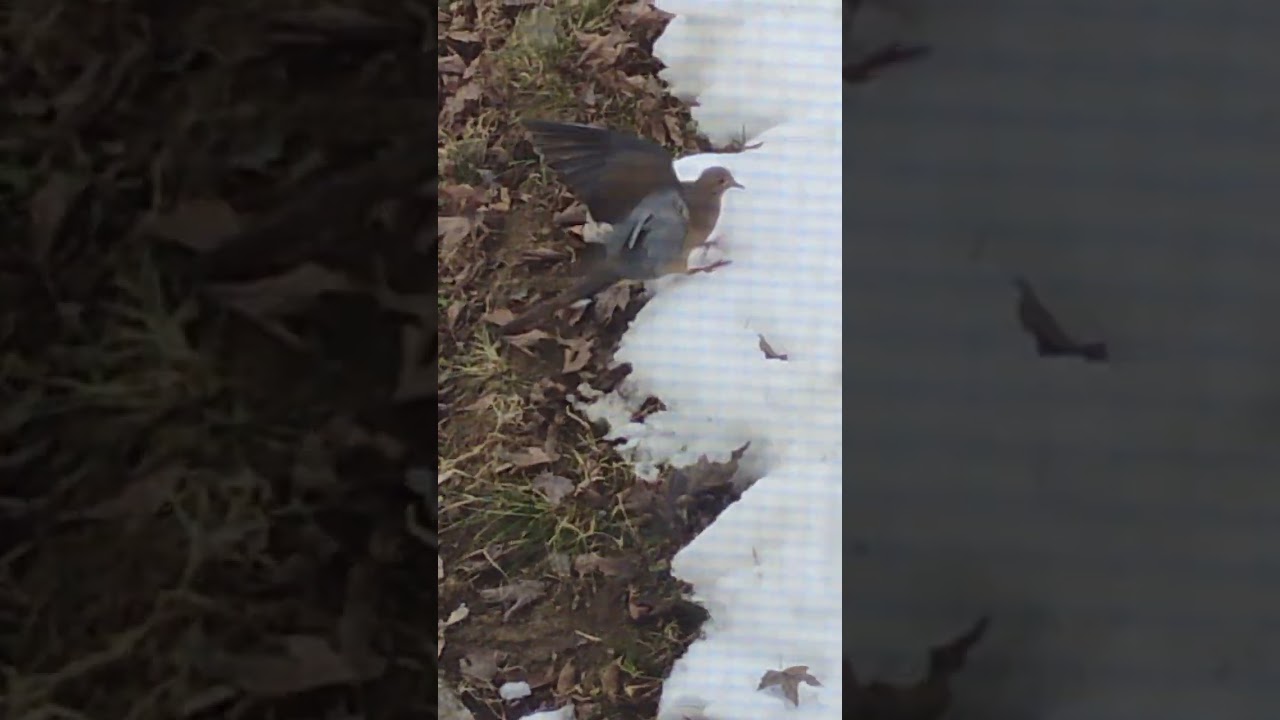 Birds in the Winter in Indiana Part Three!