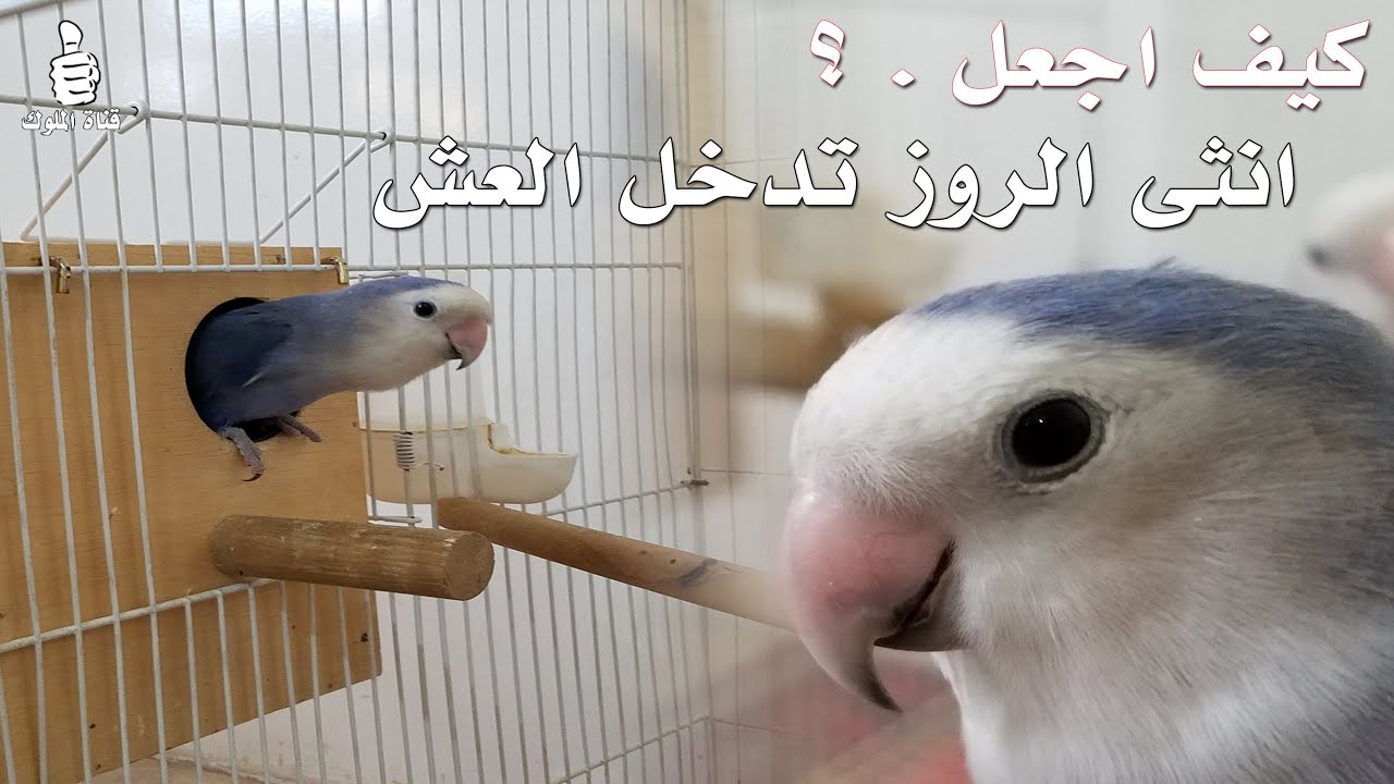 تحفيز انثى طيور الحب الروز على دخول العش