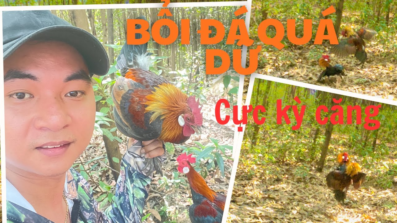 Bẫy gà rừng mới nhất, bổi về đá quá hấp dẫn, bổi đẹp giọng hay. 01.03.2026
