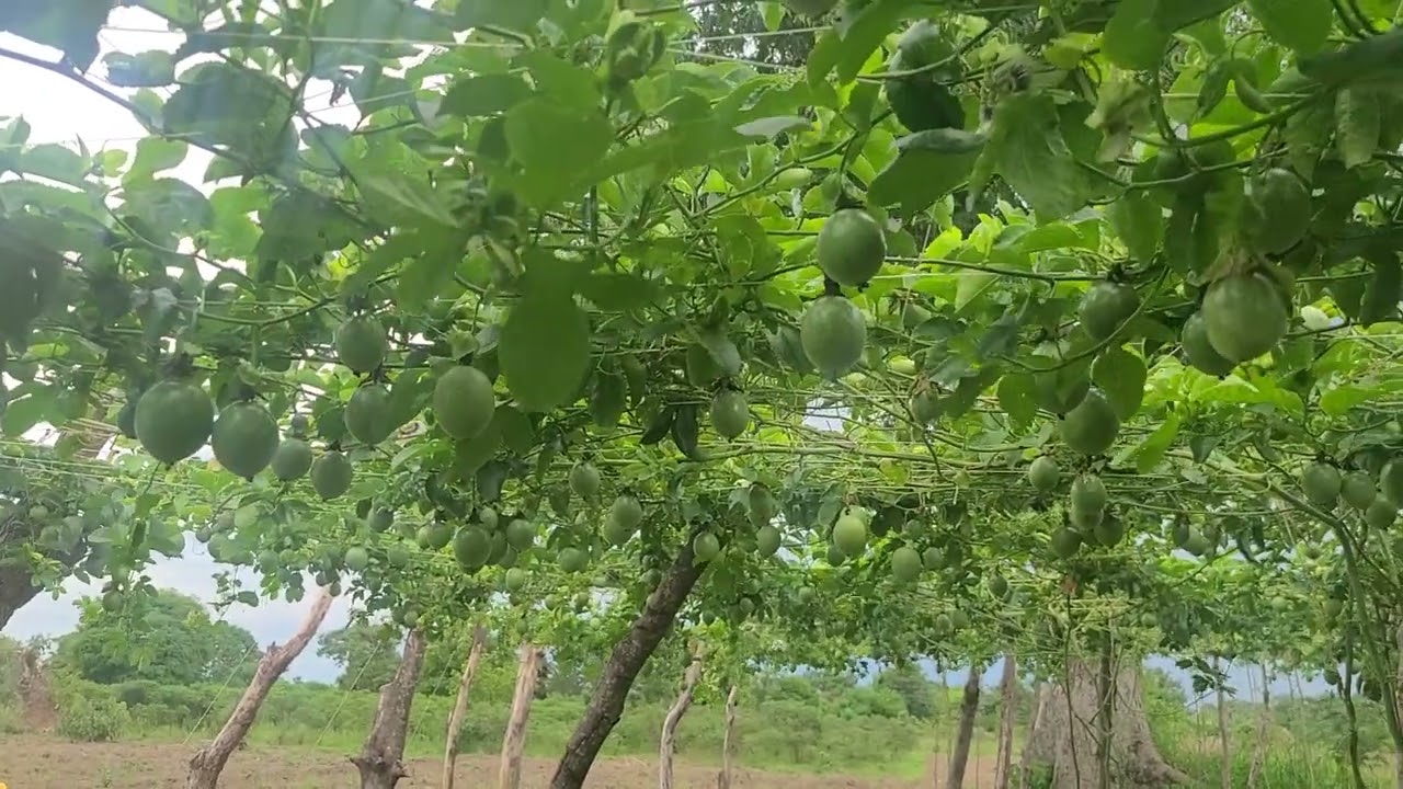 Farming 🚜 vs building a house 🏠 in Uganda 🇺🇬 Part 1.