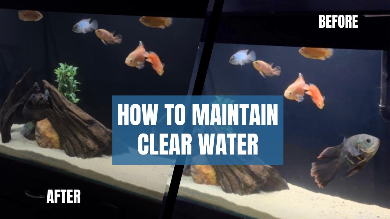 Crystal Clear Aquarium Water | Top 3 Tips (EASY) - Imran’s World