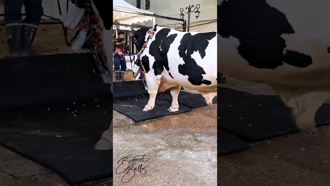 Holstein Friesian bull with muscular and robust build