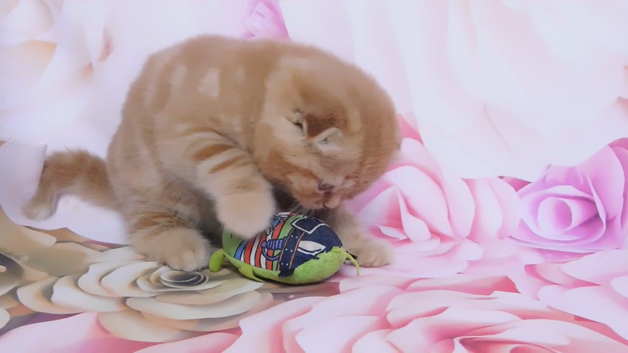 DSCN3101 Джейн, скоттиш фолд.