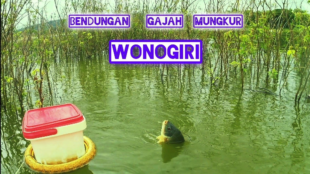 WGM TERBARU❗❗MASIH DI SEPUTARAN WADUK GAJAH MUNGKUR WONOGIRI