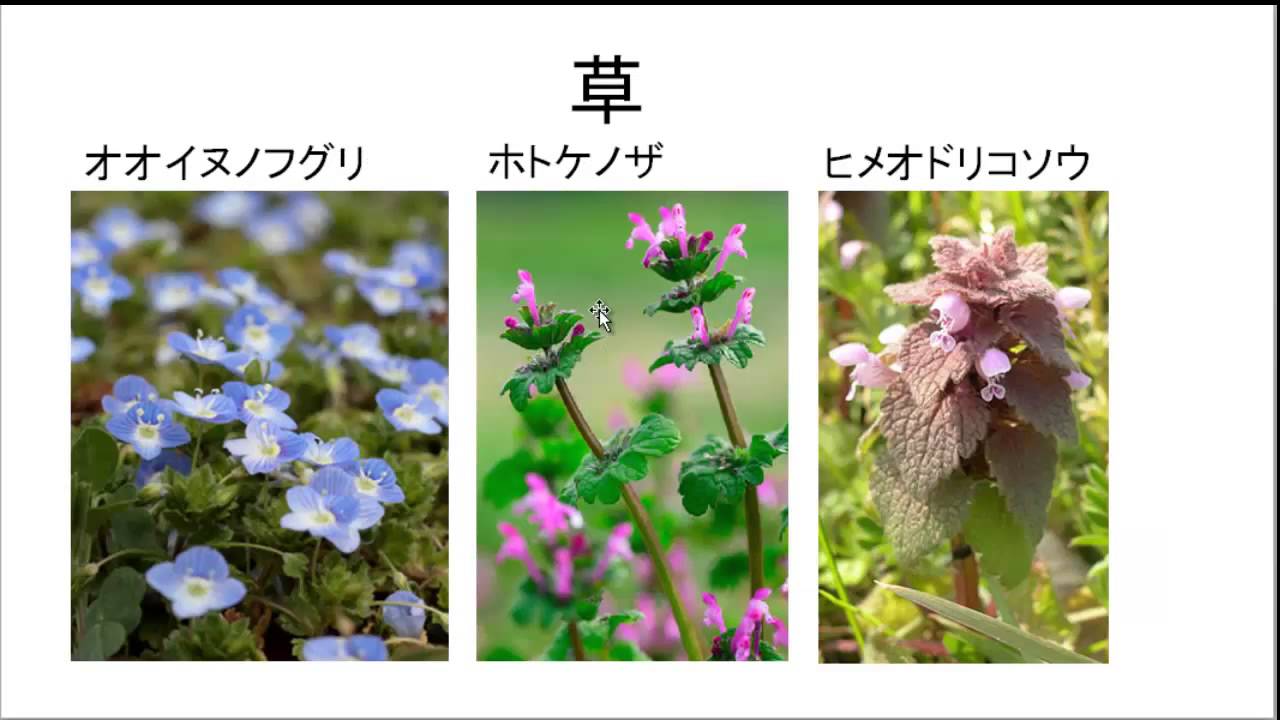 春の植物１