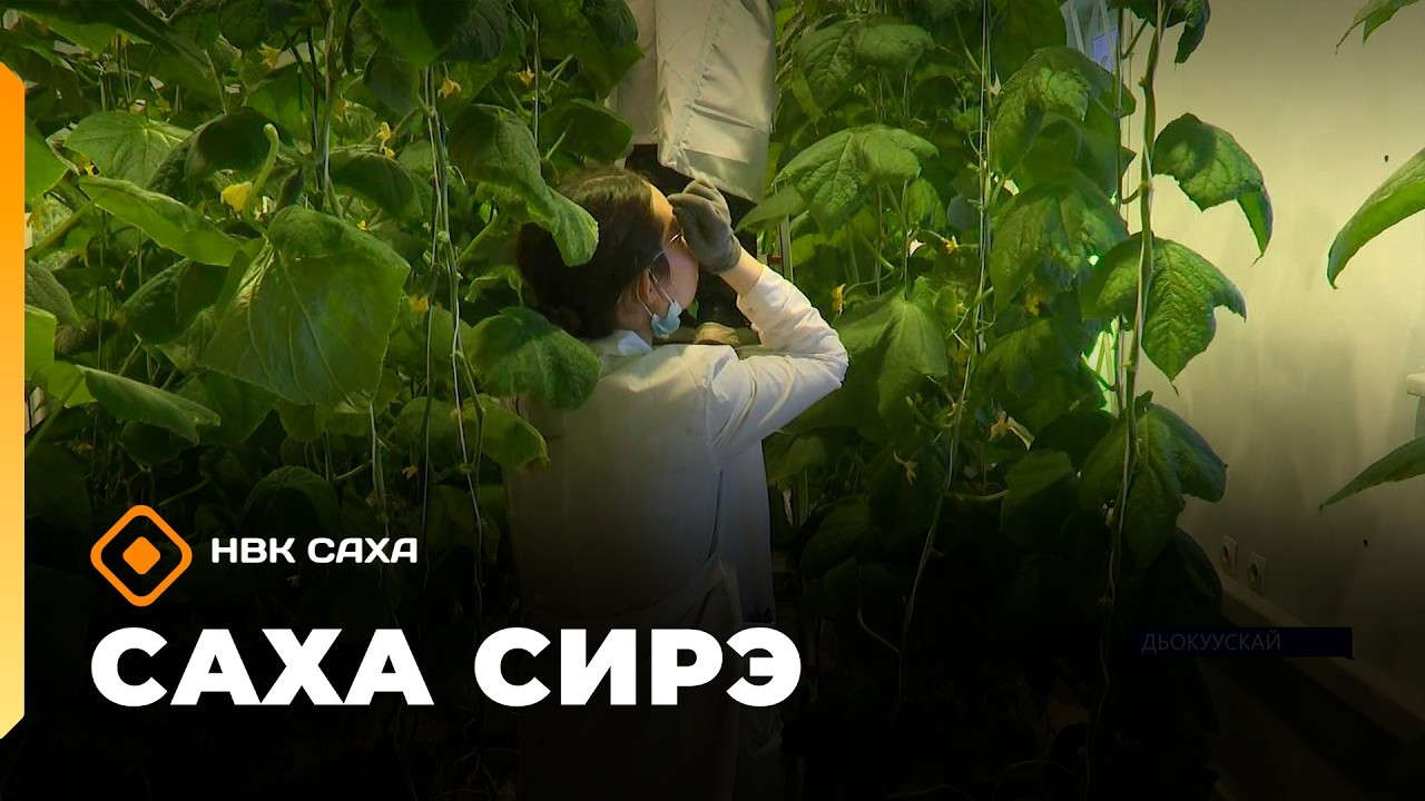 &laquo;Саха сирэ&raquo; информационнай биэрии. Муус устар 9 күнэ 20.30