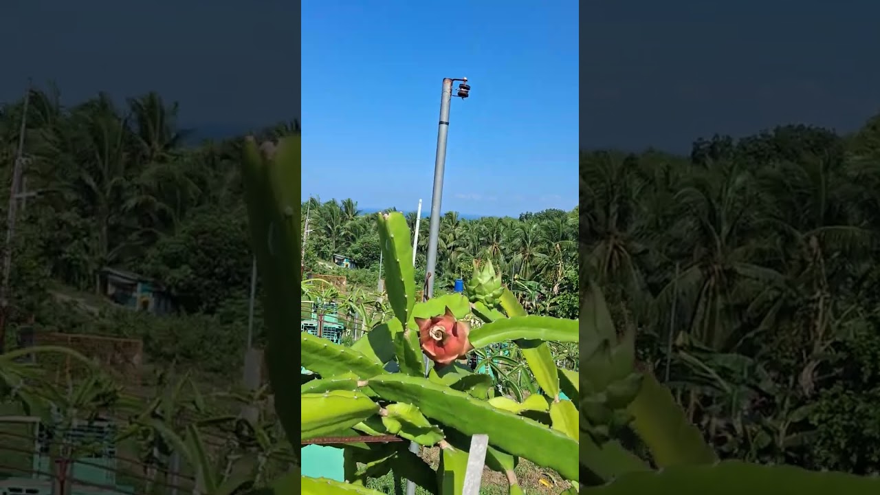 Our dragonfruits here in RCA Gamefarm