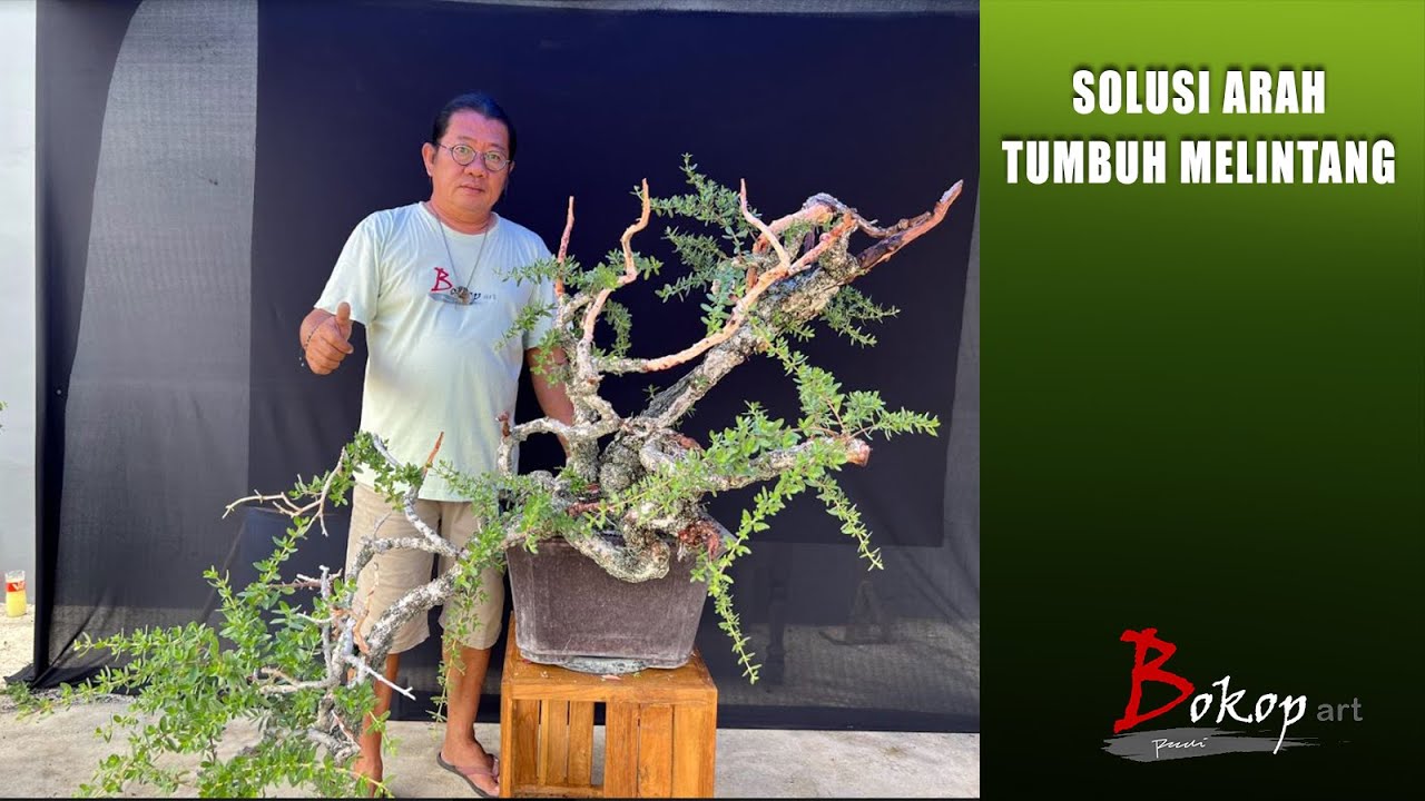 SOLUSI ARAH TUMBUH MELINTANG