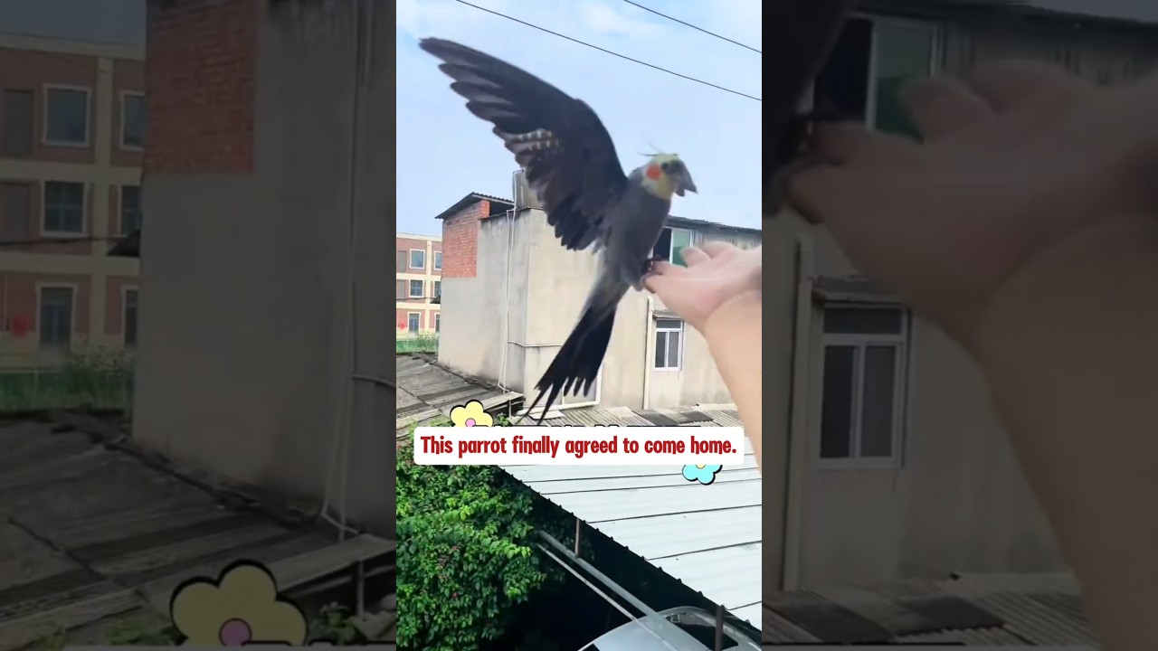 This parrot flies out to play for a while every day before going home. #parrots #birds  #pets #cute