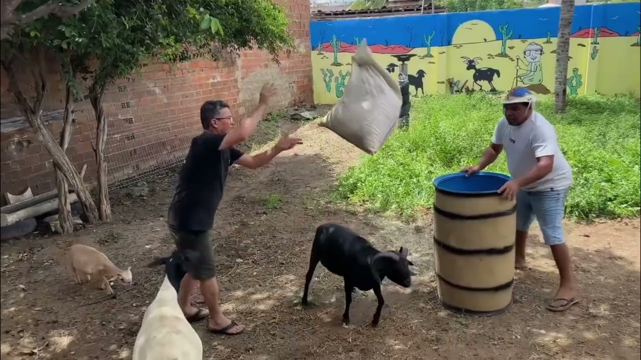 Chico e Netinho  A Caça ao Bode Virou Comédia!