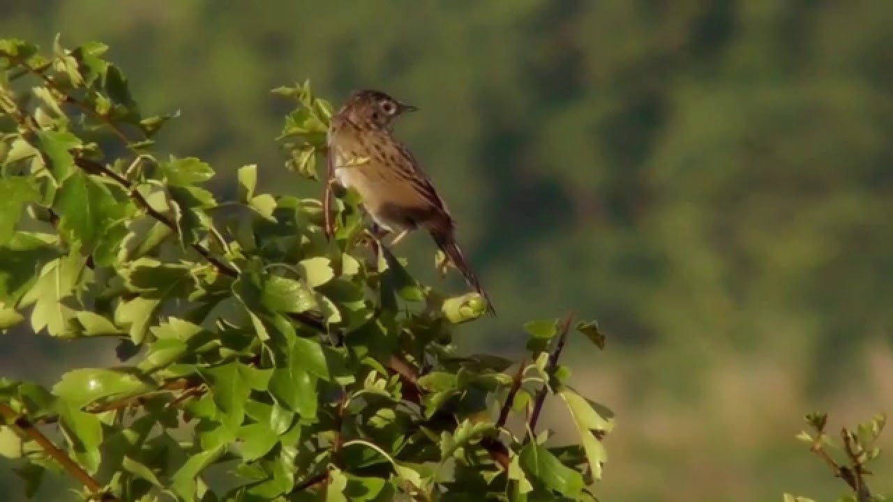 ŚWIERSZCZAK głos; Common grasshopper warbler (LOCUSTELLA NAEVIA)