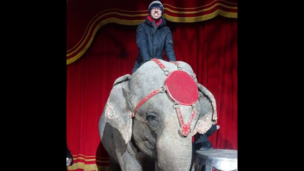 Giù le mani dagli animali del circo !