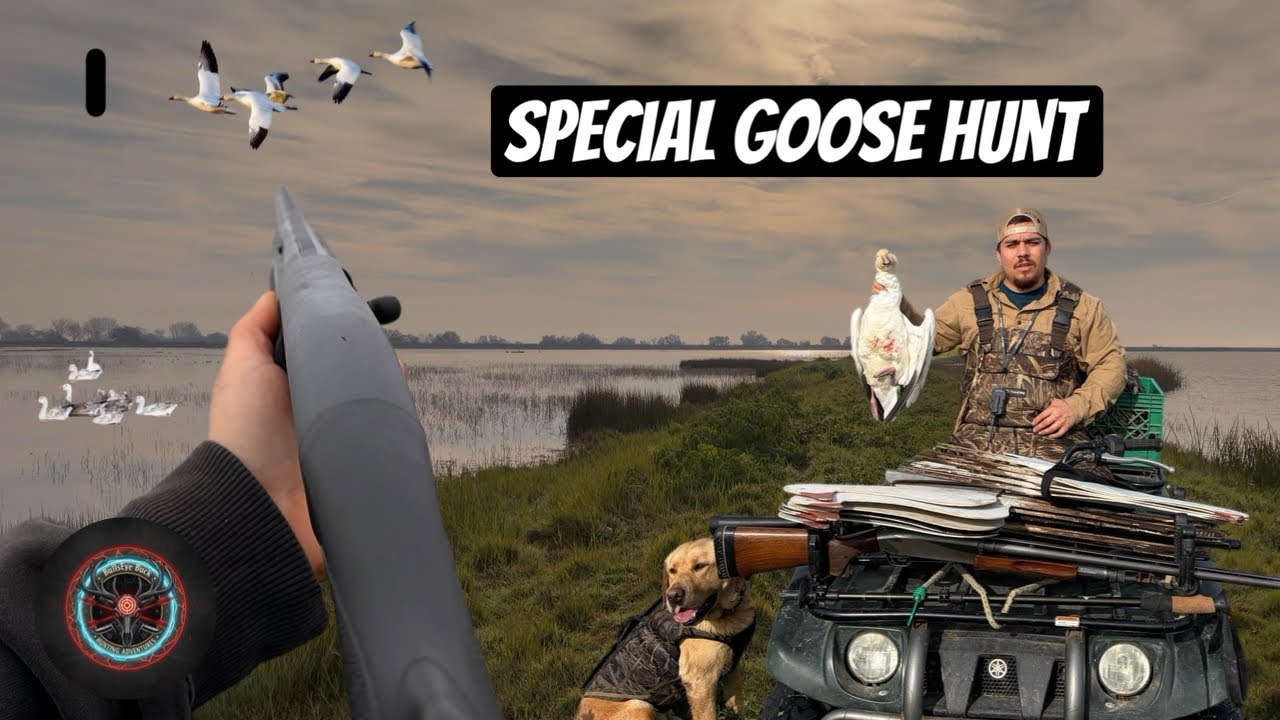 Snow Geese Everywhere !!! Los Banos Ca