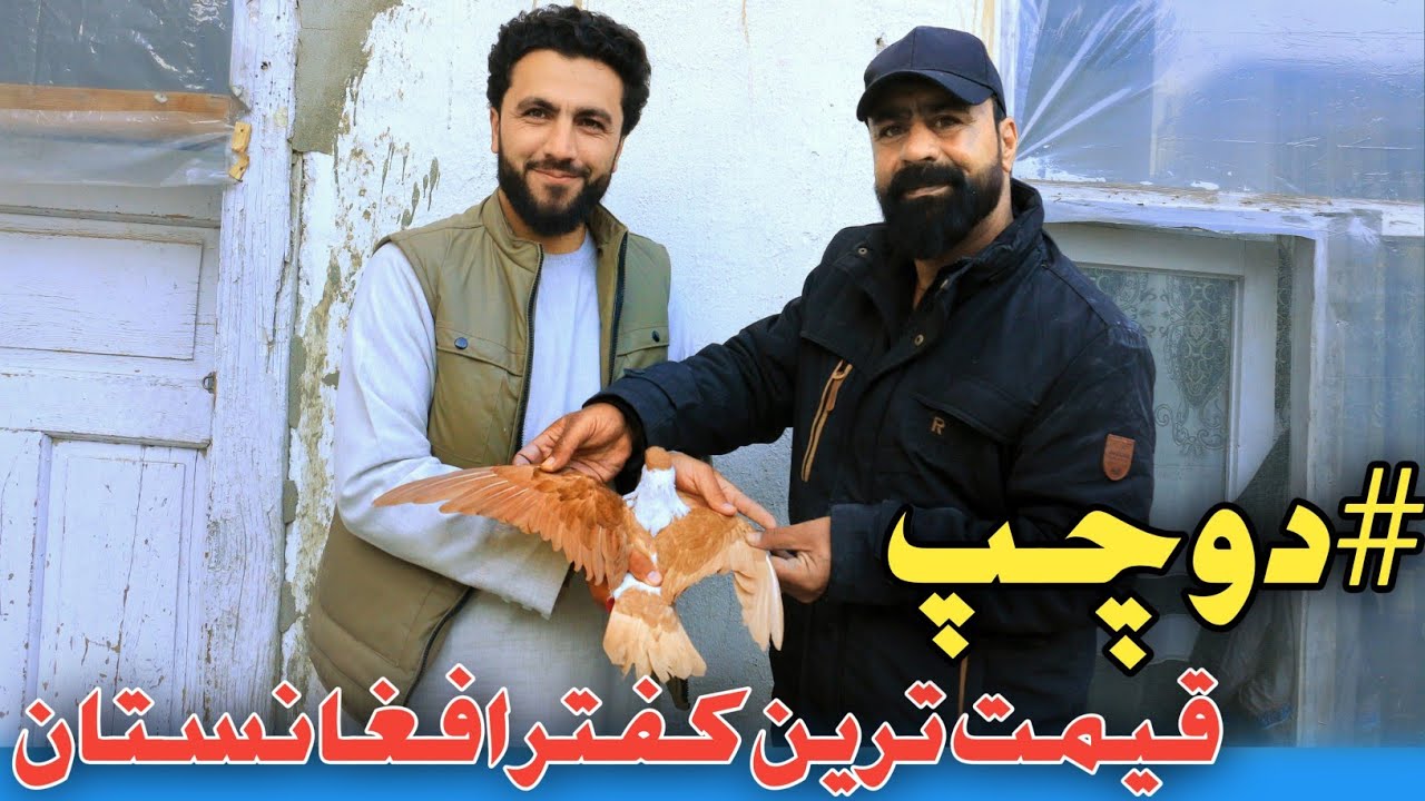 خلیفه احمد چگونه #دوچپ چگونه چوچه گرفت|تُخفه الهی یا کوشش های بنده گی|افشای رازهای نگفته نسل گیری