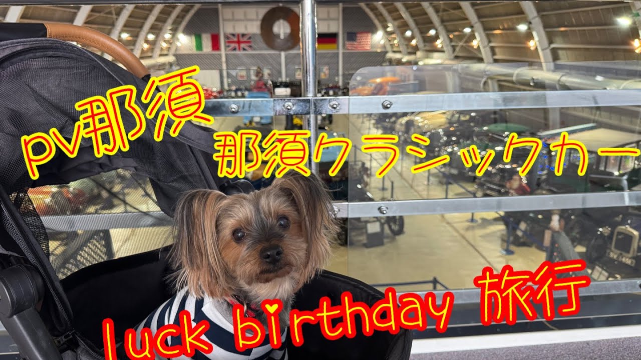 luck birthday 旅行 #ポイントバケーション　#那須クラシックカー　#ヨーキー