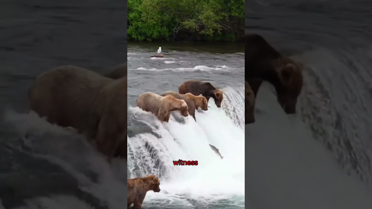 Bear Salmon Fishing Spectacle #animals #bear #salmonfishing