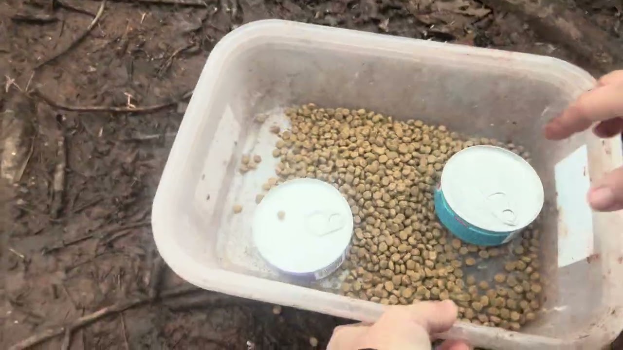 Day #291 of feeding the homeless cats!  Then going to church with Mom