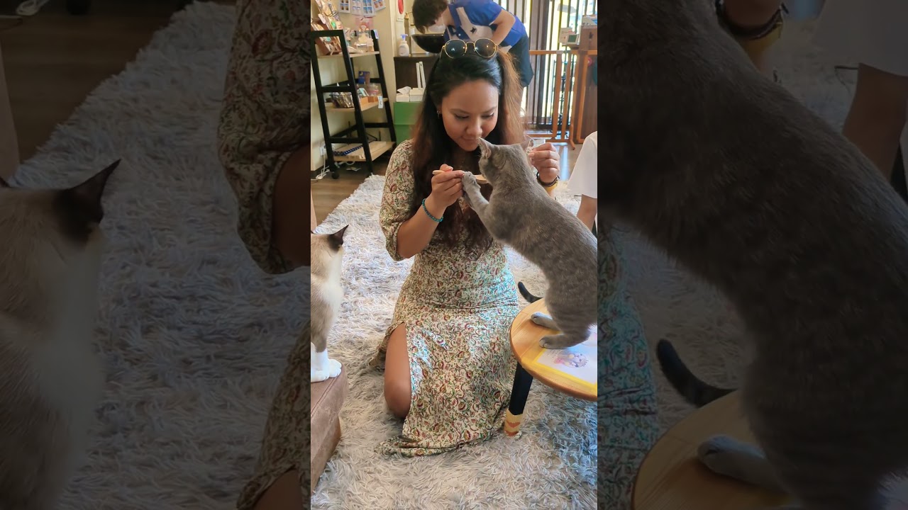 Cat cafe or Neko cafe Japan 