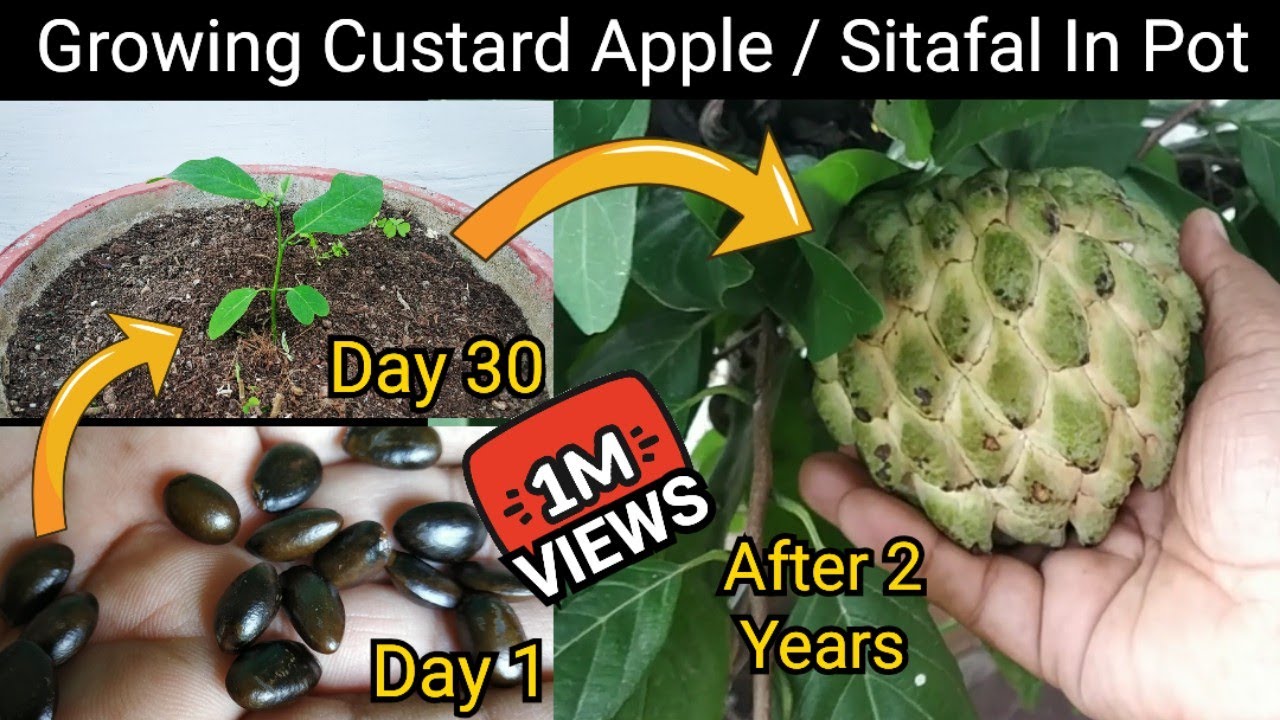 How To Grow Custard Apple / Sitafal / Sharifa In Pot From Seed. With 2 Year's Updates And Care Tips