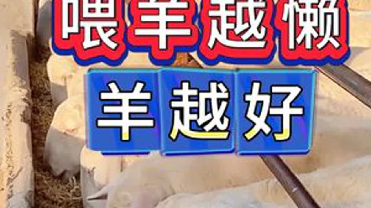 #养羊#牛羊养殖#新手养羊#养羊人