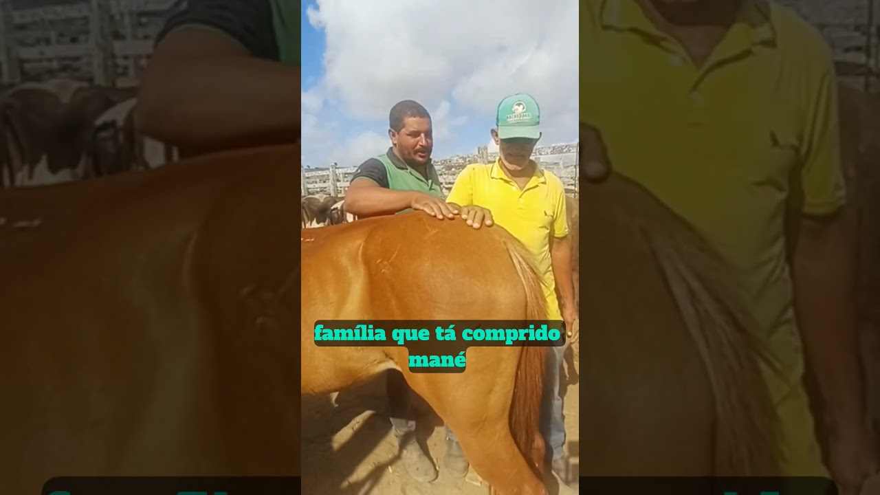 #youtubeviral #gado #pecuarista #fazenda #agro #capoeiras #youtubeshorts