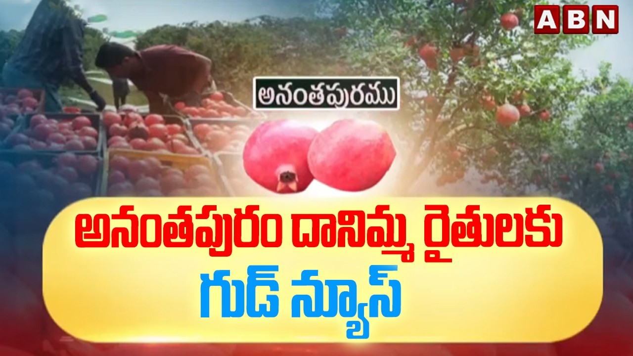 అనంతపురం దానిమ్మ రైతులకు గుడ్ న్యూస్ | Good news To pomegranate farmers | ABN