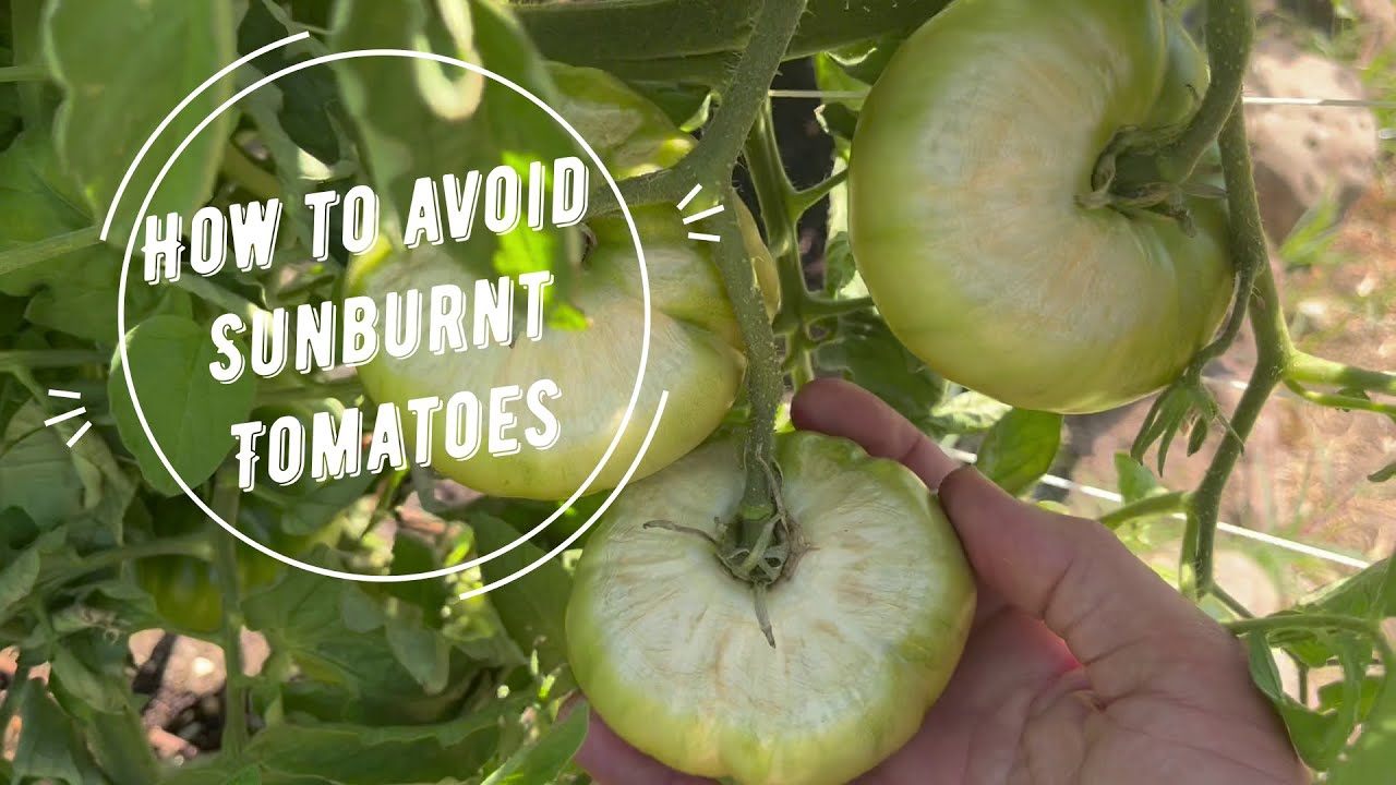 Gardening Tips for Dealing with Extreme Heat Waves