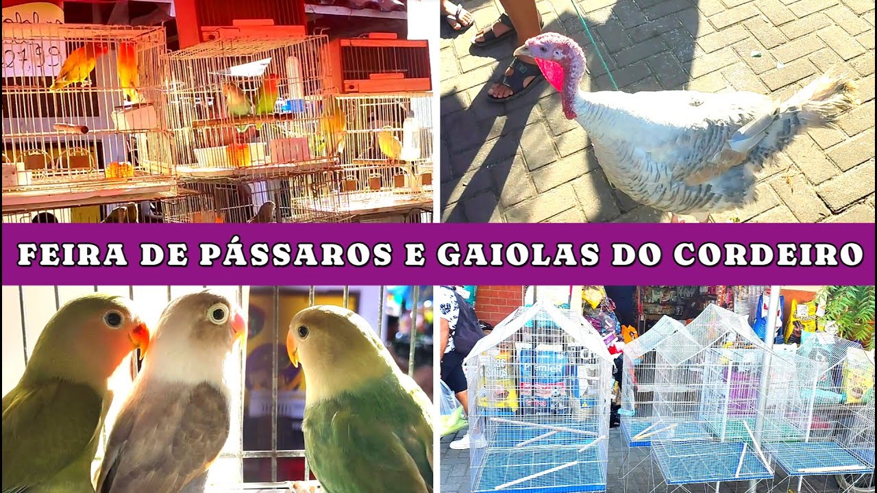 Feira de Pássaros e Gaiolas do Cordeiro 06/07 #passaros #criarpassaros #feiralivre