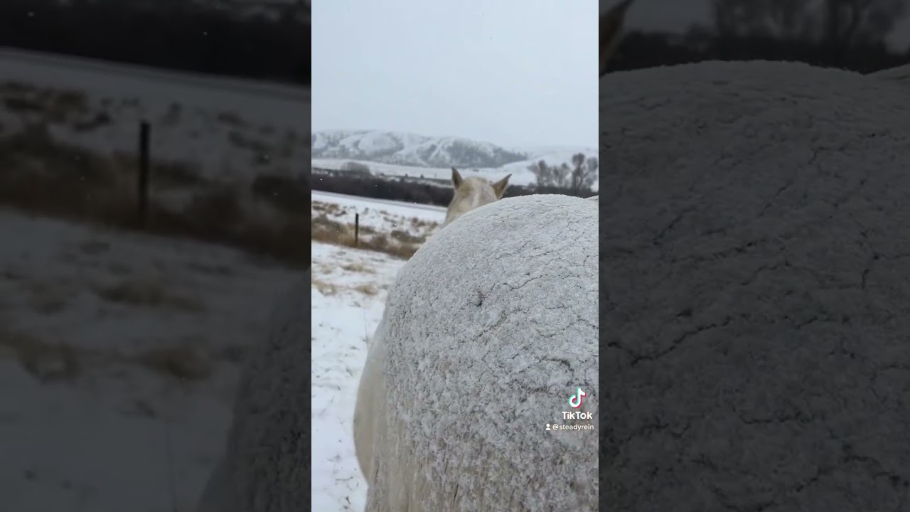 i don&rsquo;t blanket my horses #winter #snow #montana